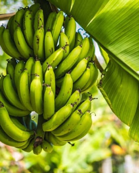 bananna bananna